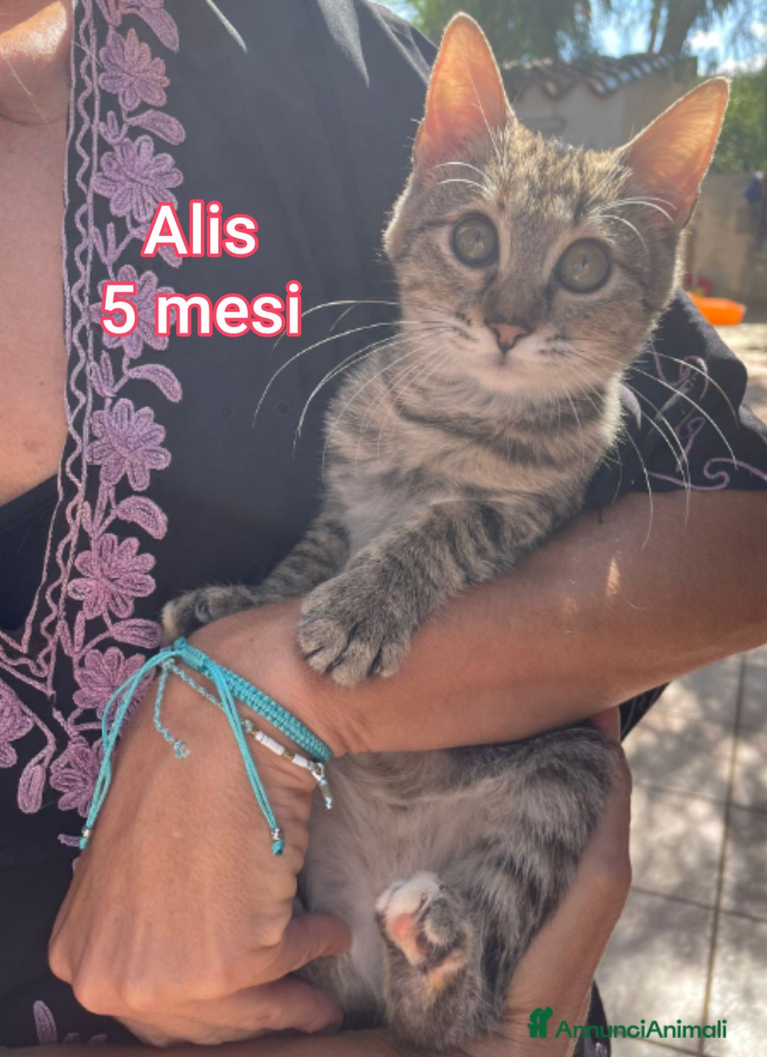 Europeo gatti in regalo: MICINI: TEMPO SCADUTO!! - Annuncio 10