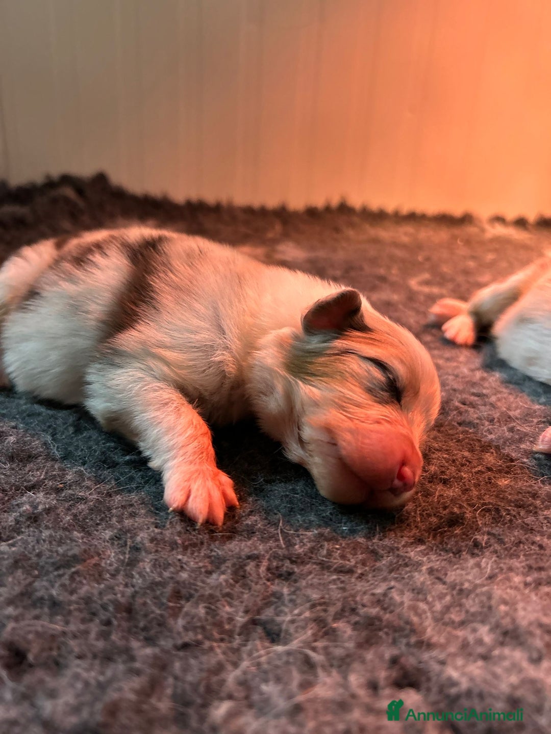 Australian Shepherd cani in vendita: Cuccioli di pastore australiano con pedogree - Annuncio 2