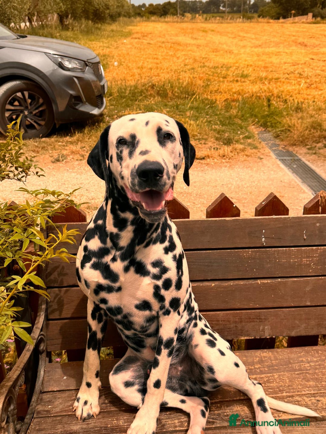 Dalmata cani per accoppiamento: Dalmata maschio per accoppiamento a Provincia di Viterbo - Immagine 3
