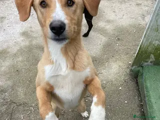 Meticcio cani 10 MESI DI SIMPATA E DOLCEZZA a Provincia di Grosseto - Annuncio 1