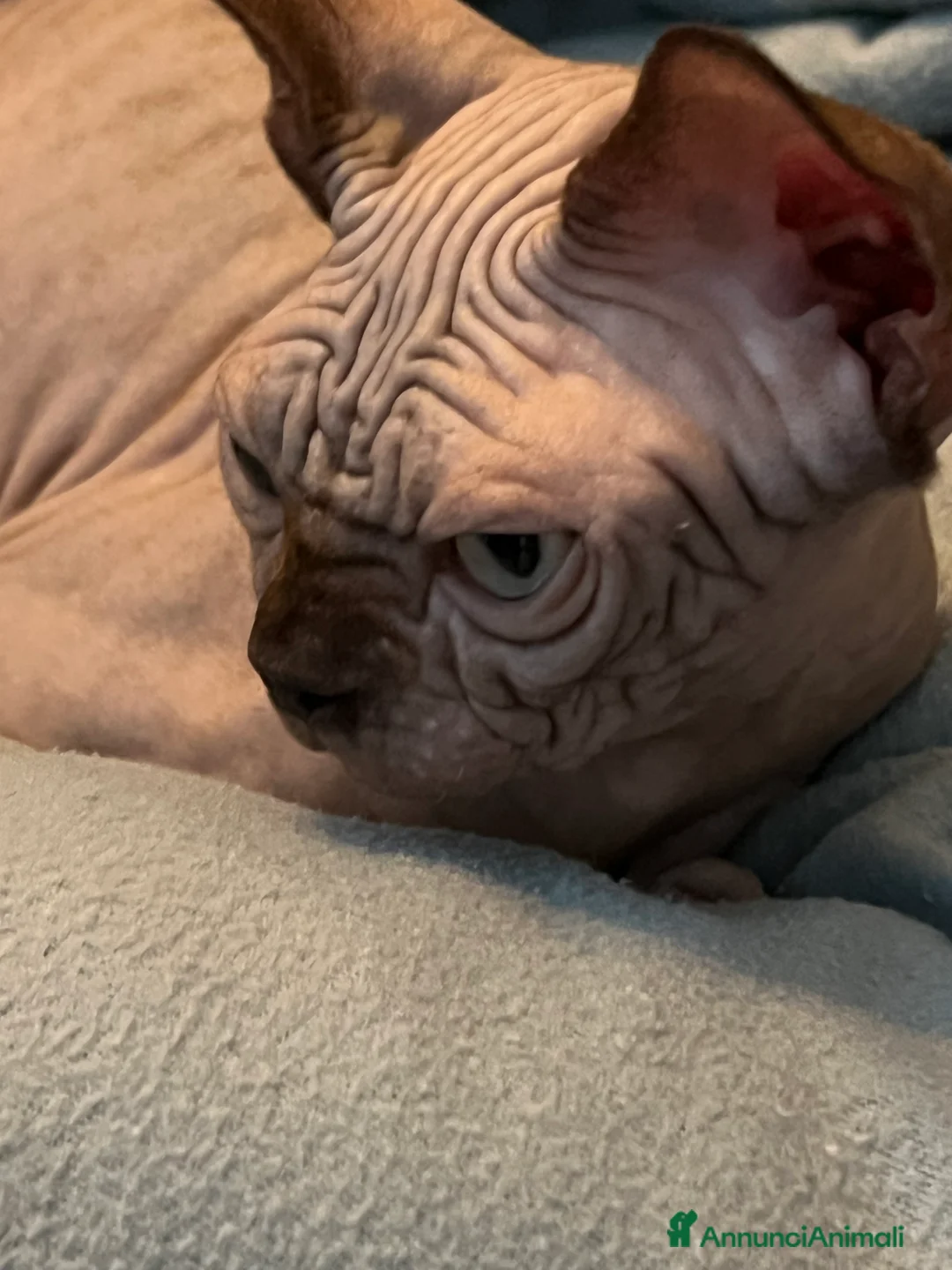 Sphynx gatti in vendita: Sphynx  - Annuncio 5