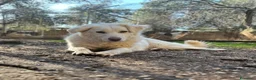 Meticcio cani in regalo: Bijoux e Tobia fratelli bravi e inseparabili - Annuncio 10