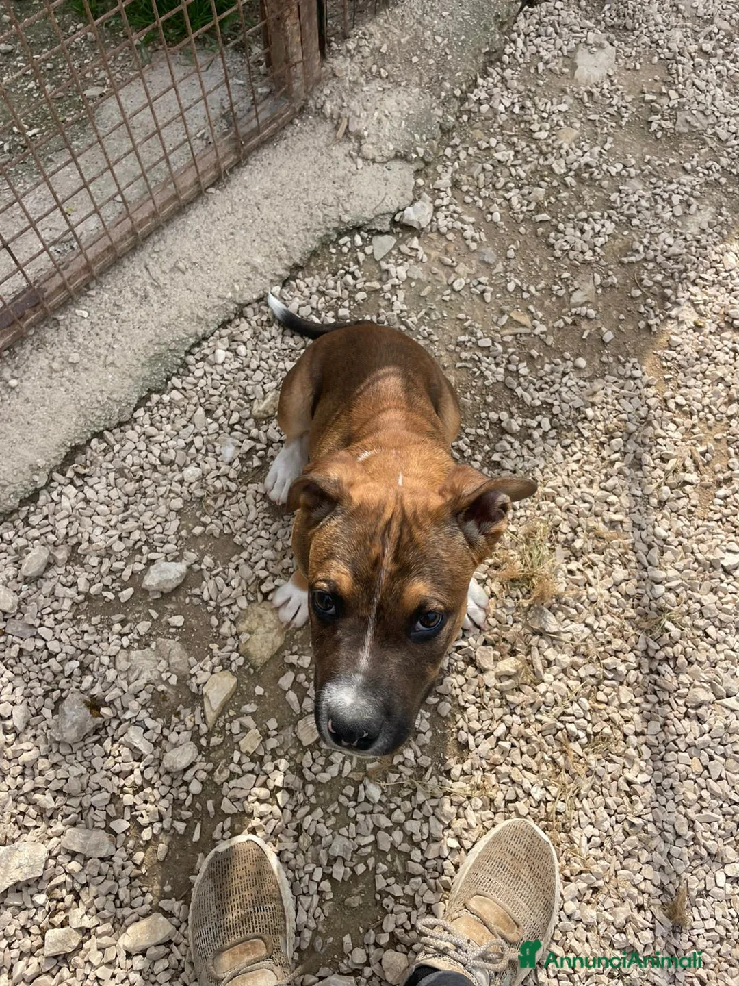 Meticcio cani in regalo: IL TENERO CHOCO - Annuncio 2