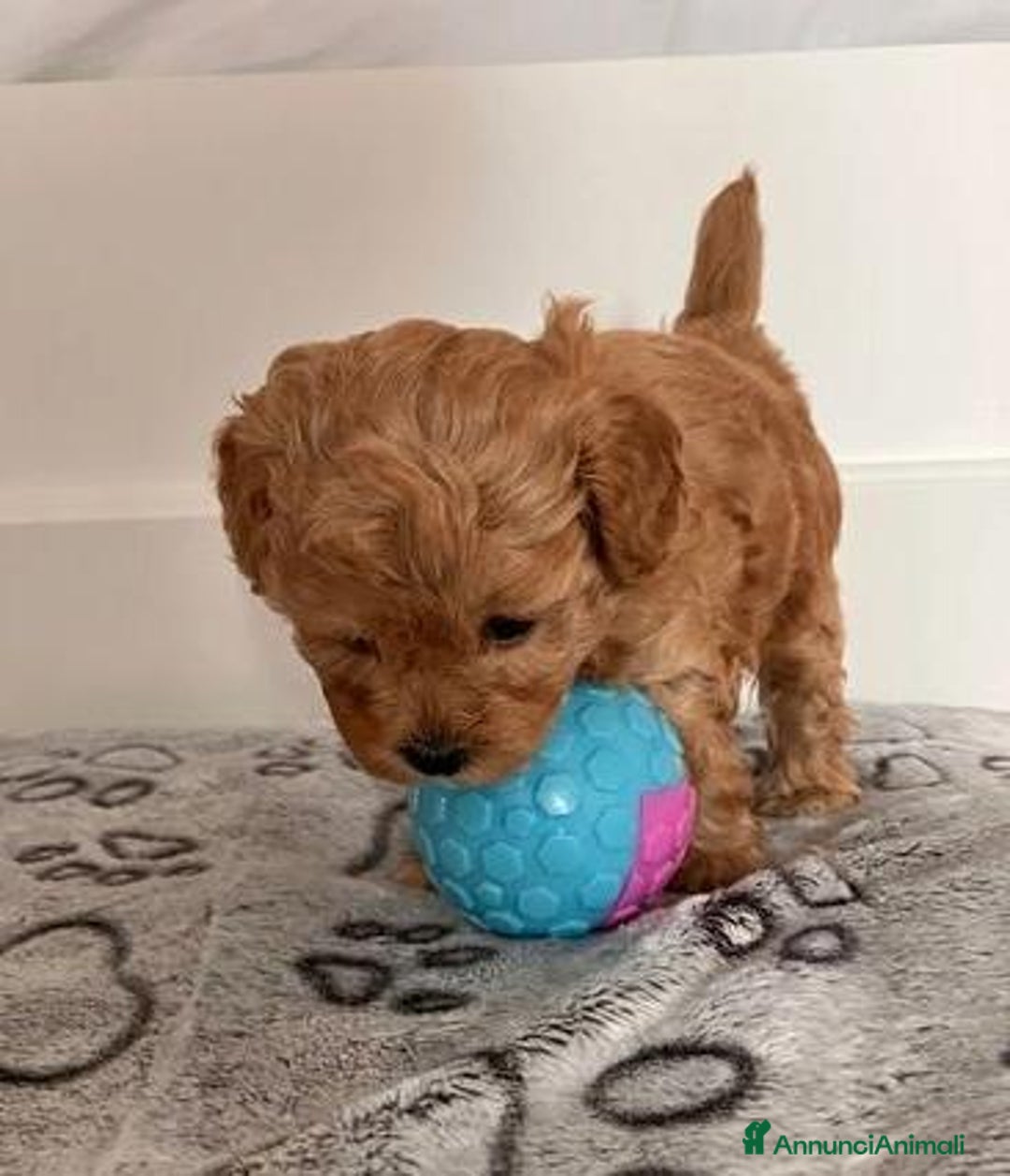 Meticcio cani in vendita: Cuccioli di Maltipoo - Immagine 3