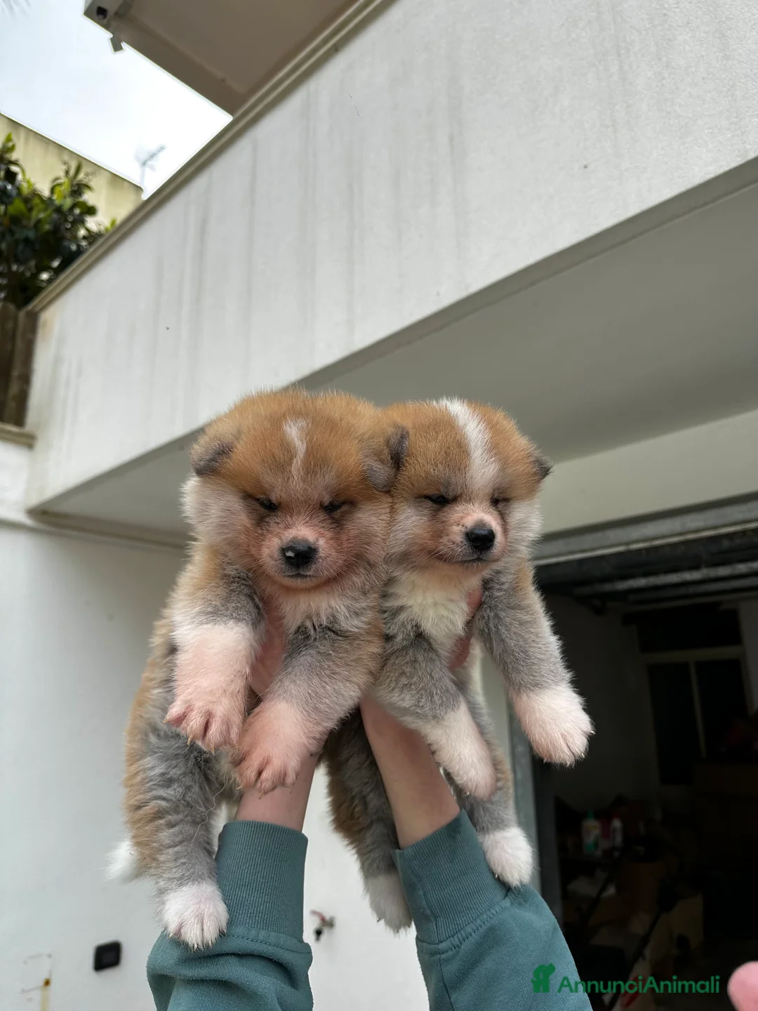 Akita Inu cani in vendita: AKITA INU CUCCIOLI DISPONIBILI - Annuncio 5