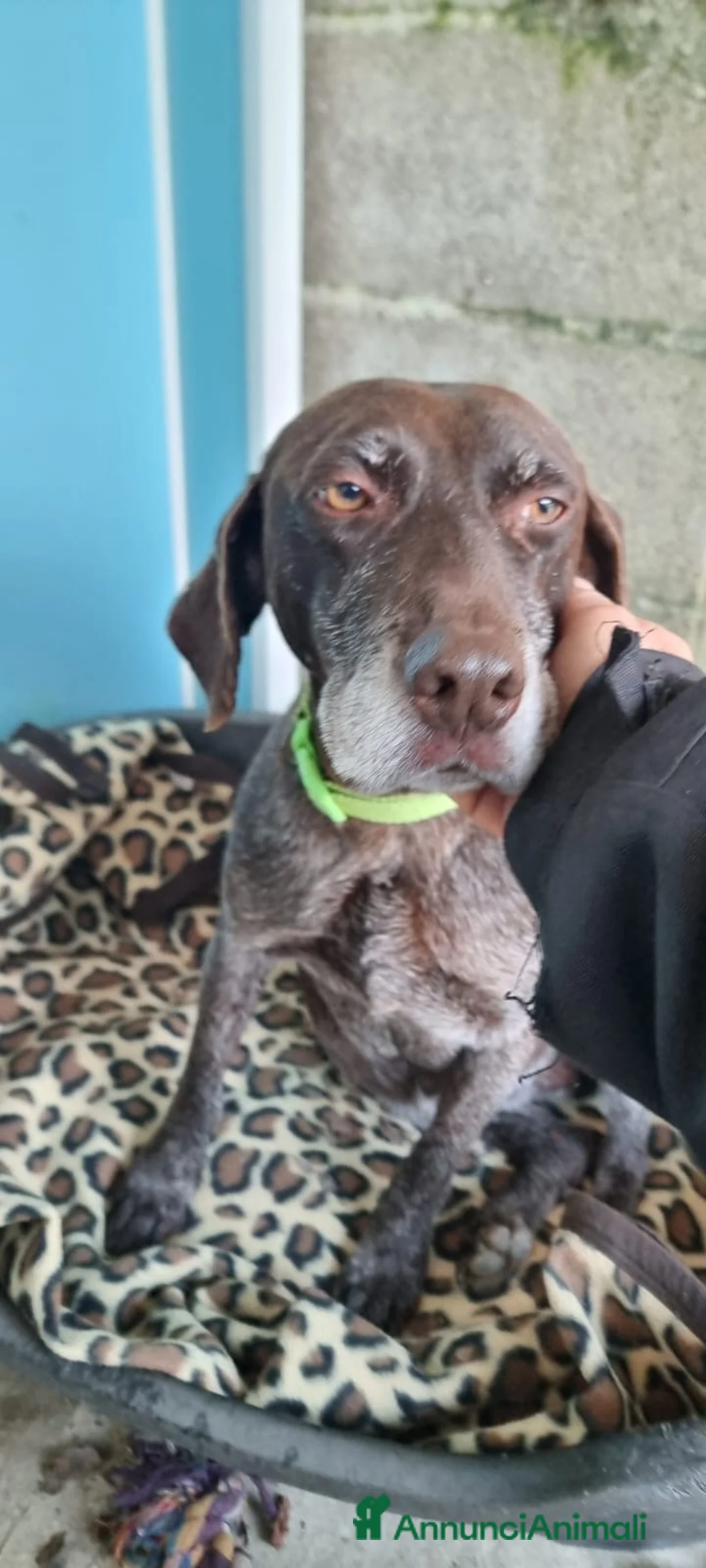 Bracco cani in regalo: LUNA 🩷 - una brachetta buona, affettuosa e dolce a Provincia di Pavia - Annuncio 2