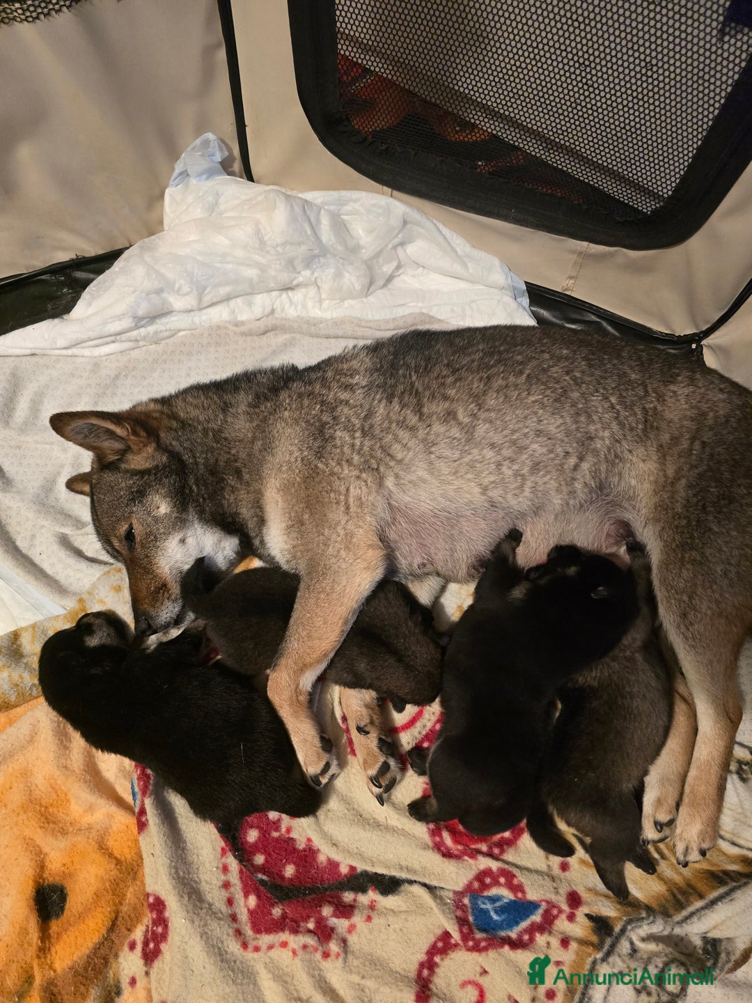 Shiba Inu cani in vendita: Cuccioli Shiba Inu sani ed equilibrati - Immagine 6