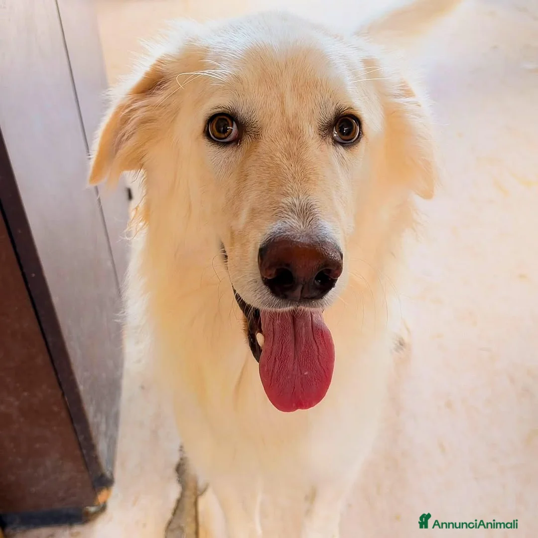 Meticcio cani in regalo: EROS 💙 PROFESSIONE: FAR INNAMORARE 🥰 a Provincia di Ravenna - Annuncio 2