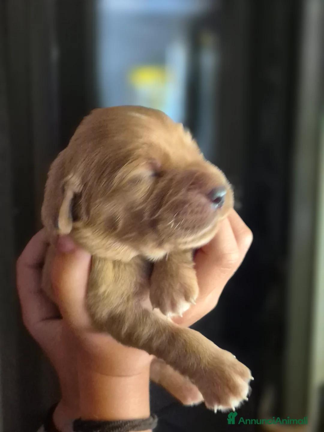 Golden Retriever cani in vendita: Cucciolata 100% americana  - Annuncio 8