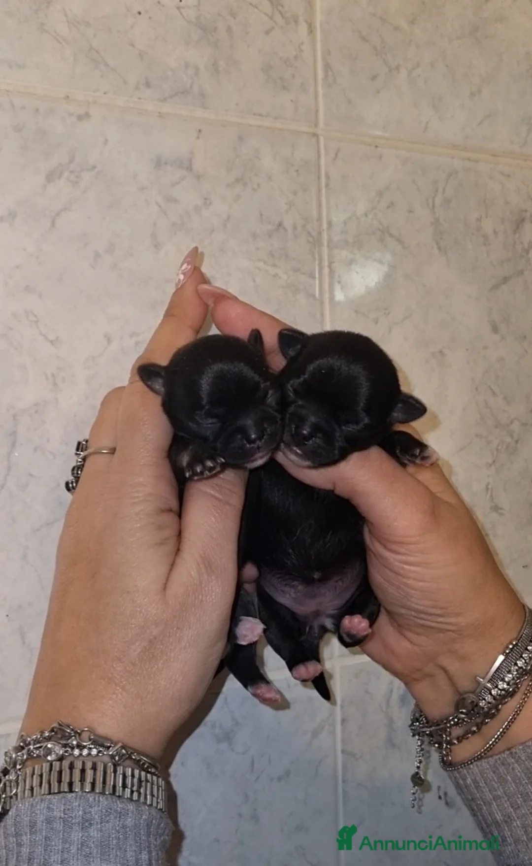 Chihuahua cani in vendita: Cuccioli di chihuahua toy  - Annuncio 8