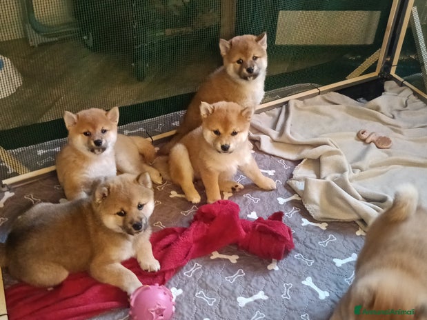 Shiba Inu cani cucciolata di Shiba inu ottima genealogia - Annuncio 3