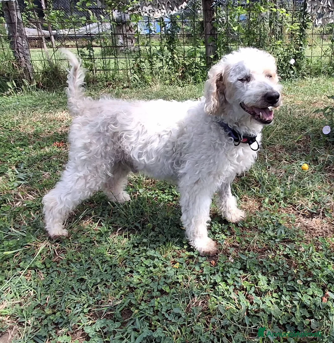 Barboncino cani in regalo: BARBONCINO AGE' - Annuncio 6