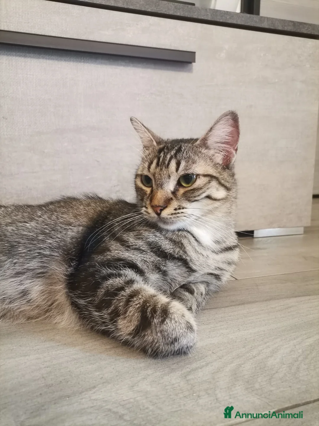 Europeo gatti in regalo: Gatto europeo maschio tigrato  - Annuncio 5