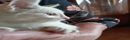 Europeo gatti in regalo: gattina cucciola bianca cerca casa🤍 - Annuncio 5