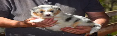 Australian Shepherd Cucciolo 5
