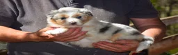 Australian Shepherd cani in vendita: Cucciolata di pastore australiano  - Annuncio 4