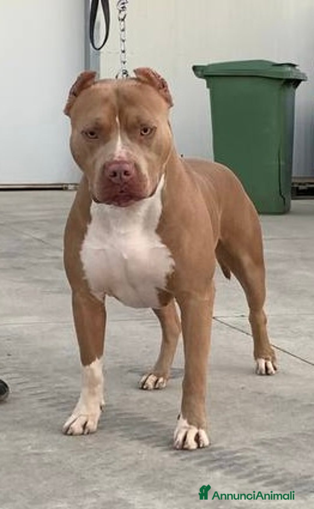 Pitbull cani per accoppiamento: Disponibile per monta - Annuncio 1