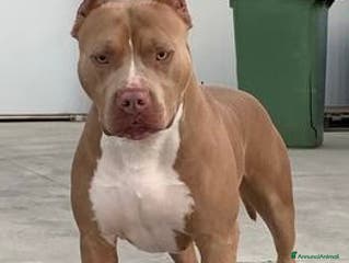Pitbull cani Disponibile per monta - Annuncio 1
