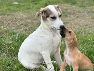 Meticcio cani LIAM CERCA FAMIGLIA - Annuncio 2
