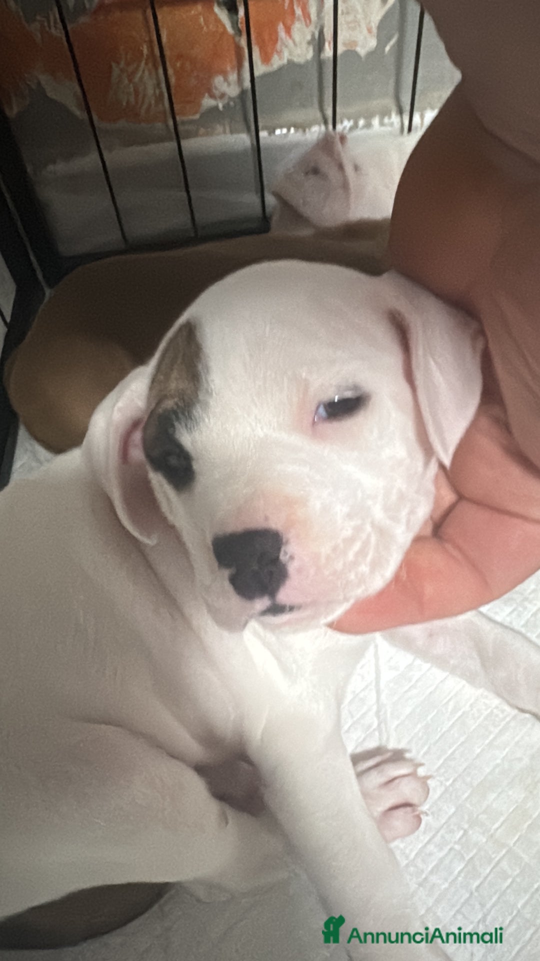 Pitbull cani in vendita: Pitbull terrier ukc - Annuncio 6