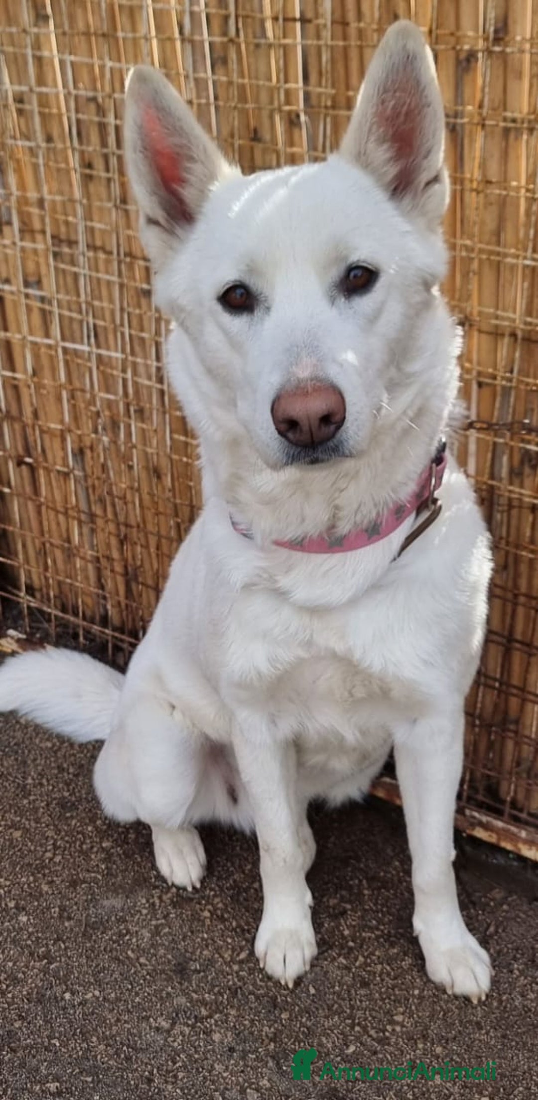 Pastore Svizzero cani in regalo: Splendida simil Pastore Svizzero - SNOW - Annuncio 3