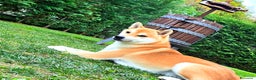 Shiba Inu cani per accoppiamento: Shiba Inu per accoppiamento - Annuncio 1
