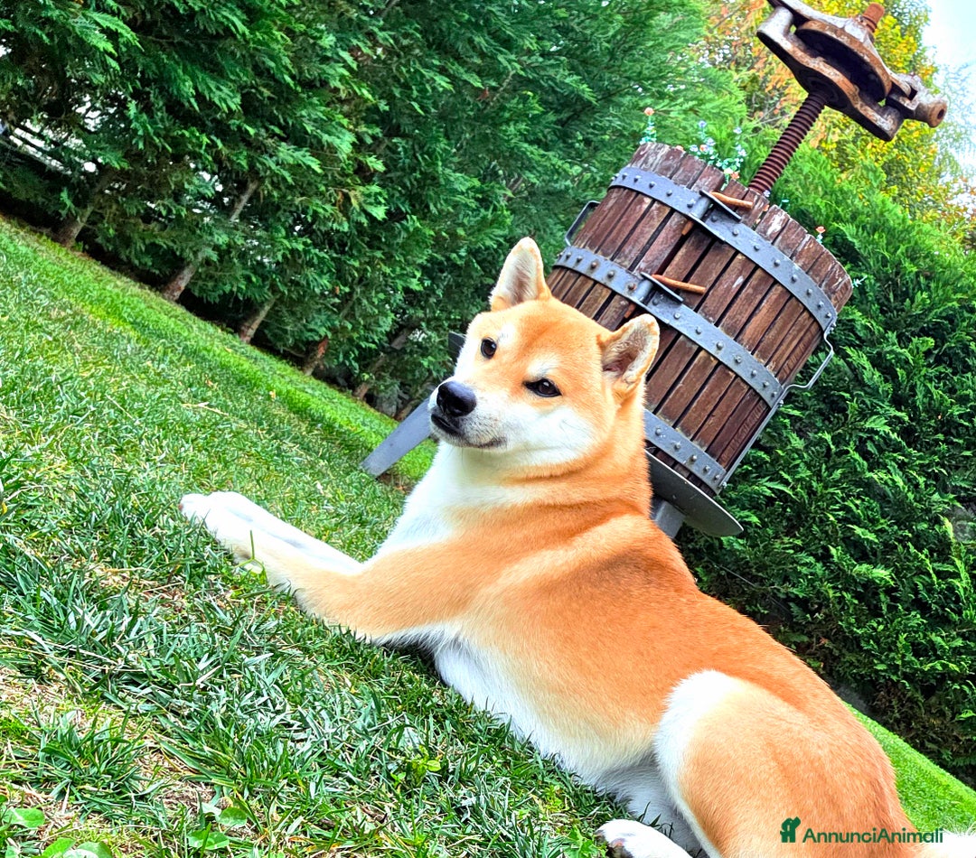 Shiba Inu cani per accoppiamento: Shiba Inu per accoppiamento - Annuncio 1