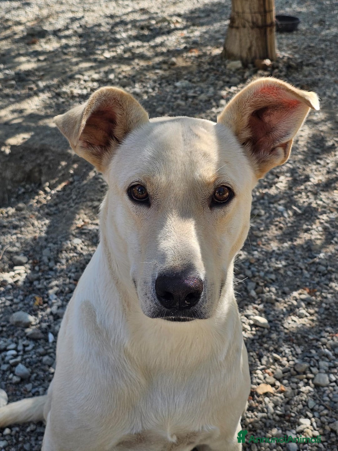 Meticcio cani in regalo: Leone cagnolone affettuoso  - Annuncio 2