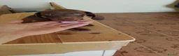 Bassotto Nano cani in vendita: Cuccioli di bassotto nano arlecchino cioccolato  - Annuncio 5