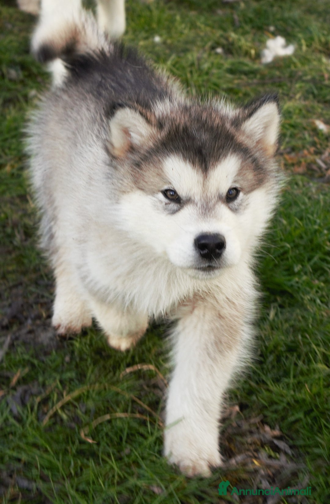 Alaskan Malamute cani in vendita: Cucciolo di alaskan malamute - Annuncio 3