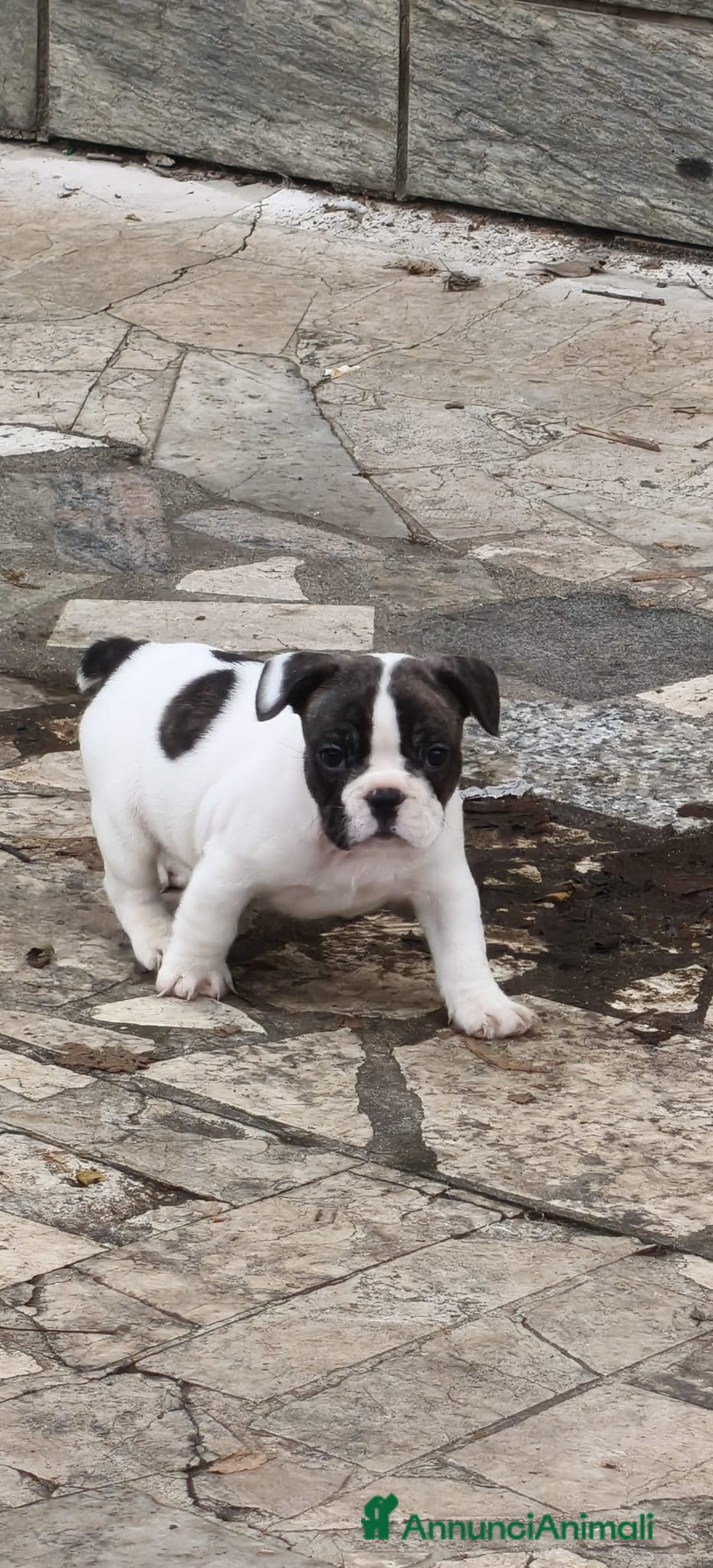 Bulldog Francese cani in vendita: Vendo cuccioli bulldog francese - Annuncio 3