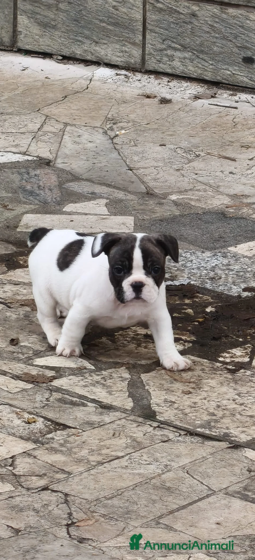 Bulldog Francese cani in vendita: Vendo cuccioli bulldog francese - Annuncio 2