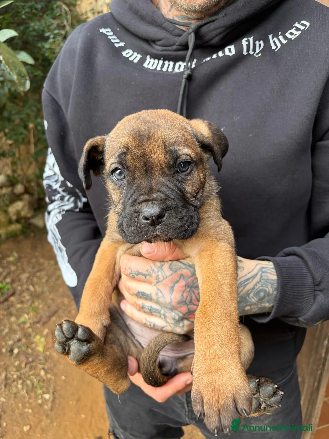 Cane Corso cani in vendita: Cuccioli di Cane Corso - Annuncio 14