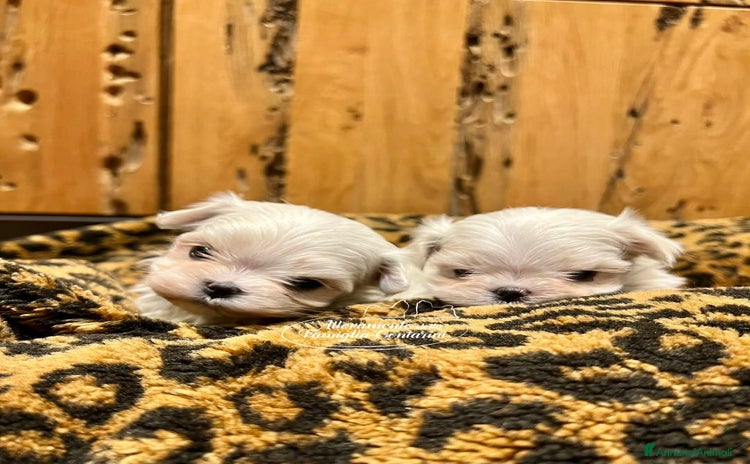 Maltese cani - Annuncio 10
