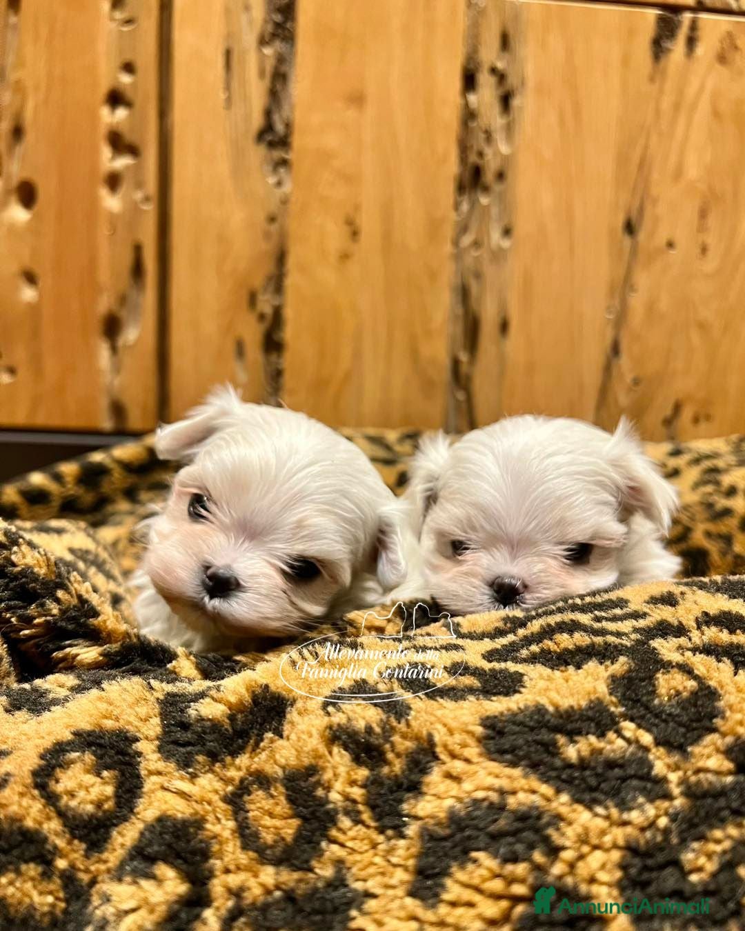 Maltese cani in vendita: CUCCIOLI MALTESI CON PEDIGREE ENCI - Annuncio 1