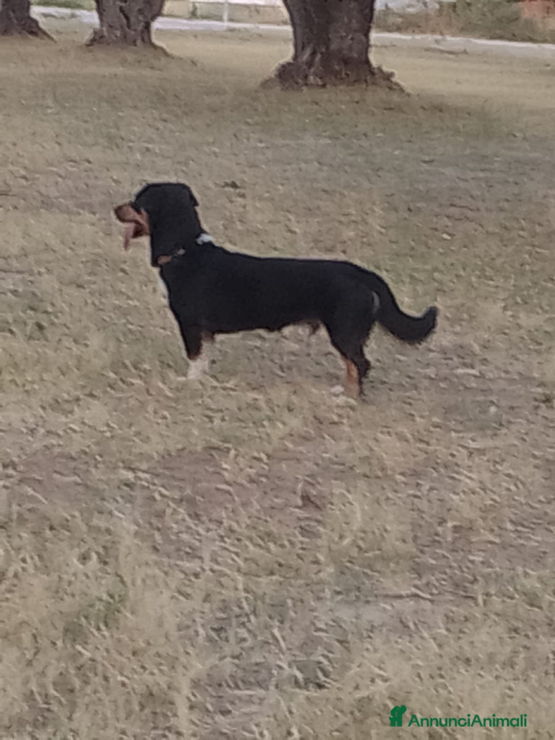 Meticcio cani in regalo: OSCAR 💙 -taglia piccola, buonissimo! Chiama!!🙏🏻 - Annuncio 15