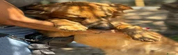 Meticcio cani in regalo: 9 mesi, molto bella e intelligente  - Annuncio 10
