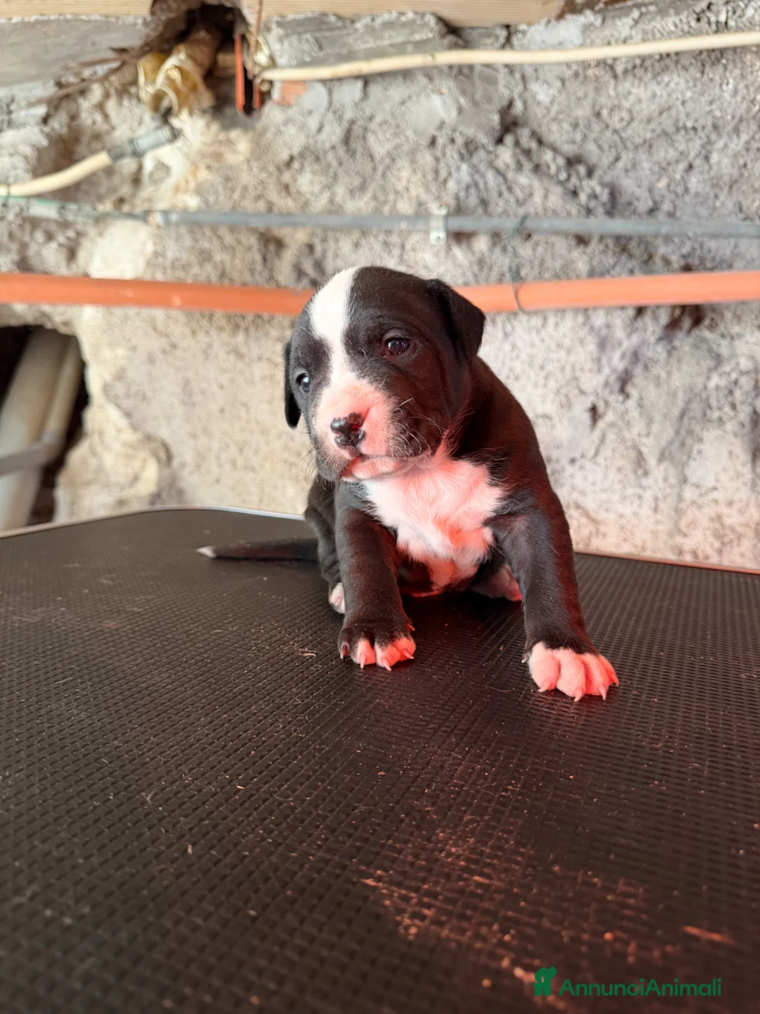Pitbull cani in vendita: Cuccioli Pit Bull UKC Blue,Black,Red Nose - Annuncio 2