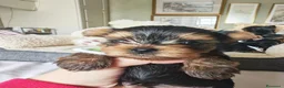 Yorkshire cani in vendita: Cuccioli di Yorkshire Terrier in Ottima Salute - Annuncio 7