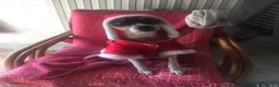 Jack Russell cani in regalo: Jack Russel 12 DA OGGI 11AGOSTO RESTA SOLO!MILANO  - Annuncio 4