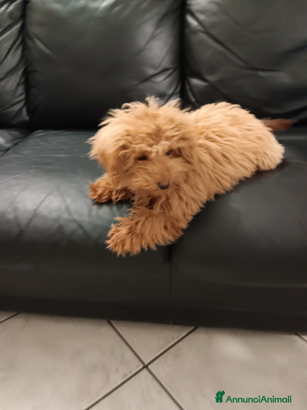 Barboncino Toy cani in vendita: Barboncino toy  - Annuncio 4