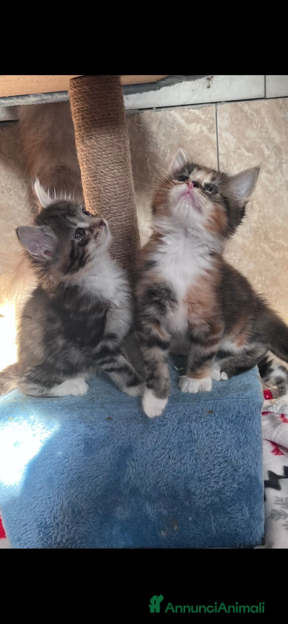 Maine Coon gatti in vendita: Disponibili cuccioli Maine Coon  - Annuncio 8