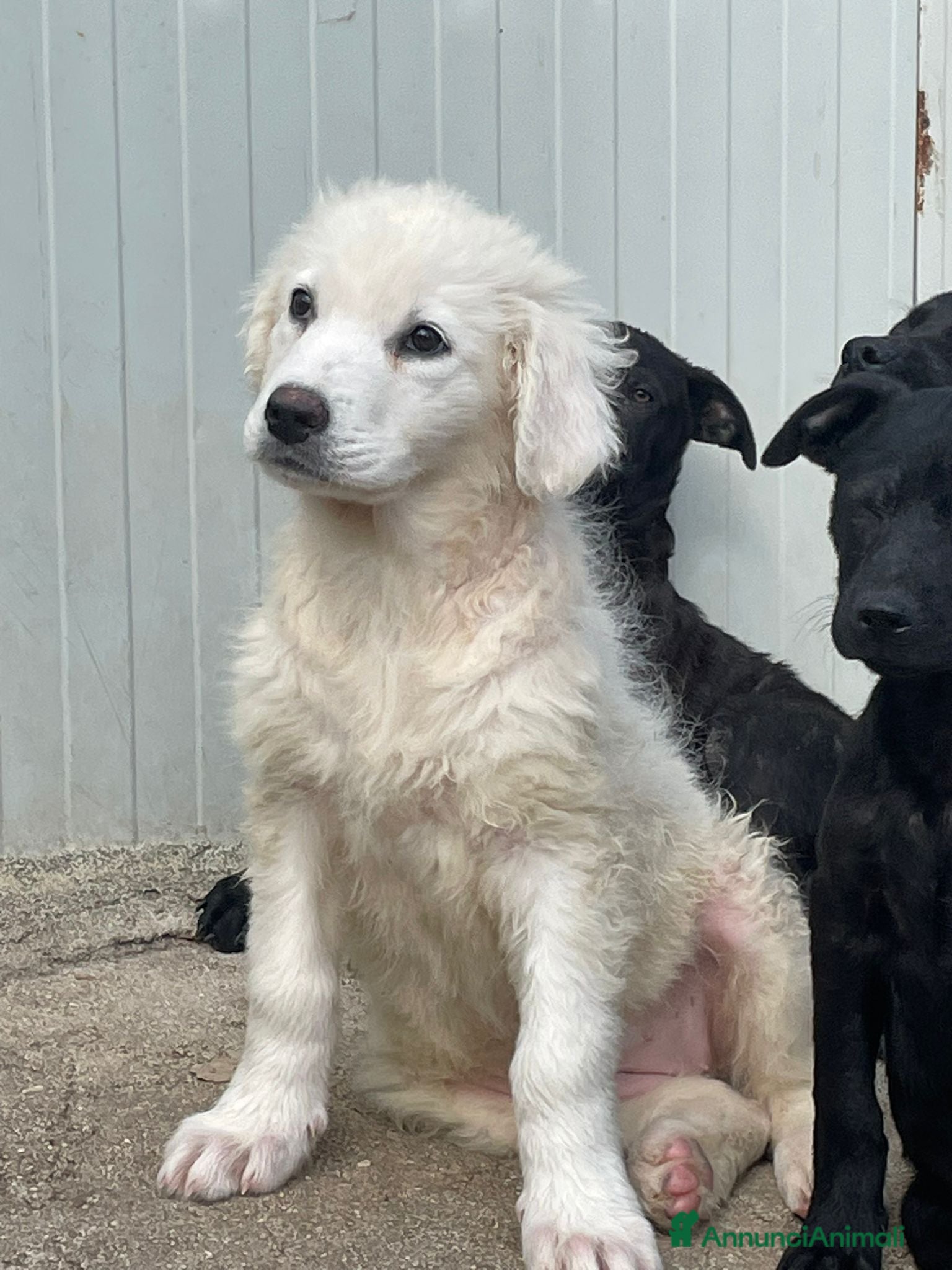 Meticcio cani SOS SOS SOS FREYA - Annuncio 32