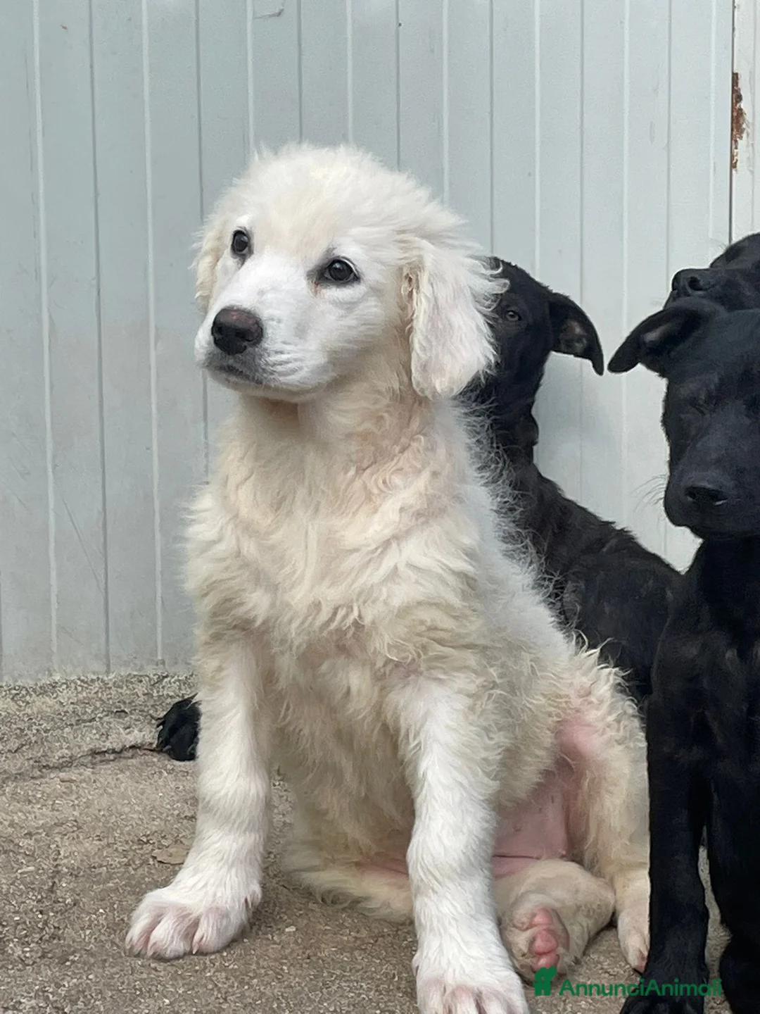 Meticcio cani in regalo: SOS SOS SOS FREYA - Annuncio 1