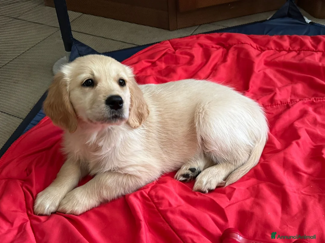 Golden Retriever cani in vendita: Golden Retriver femmina - Annuncio 2