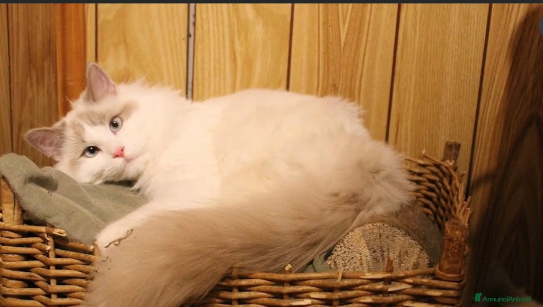 Ragdoll gatti in vendita: Ragdoll cucciolo con pedigree  a Provincia di Pavia - Immagine 7