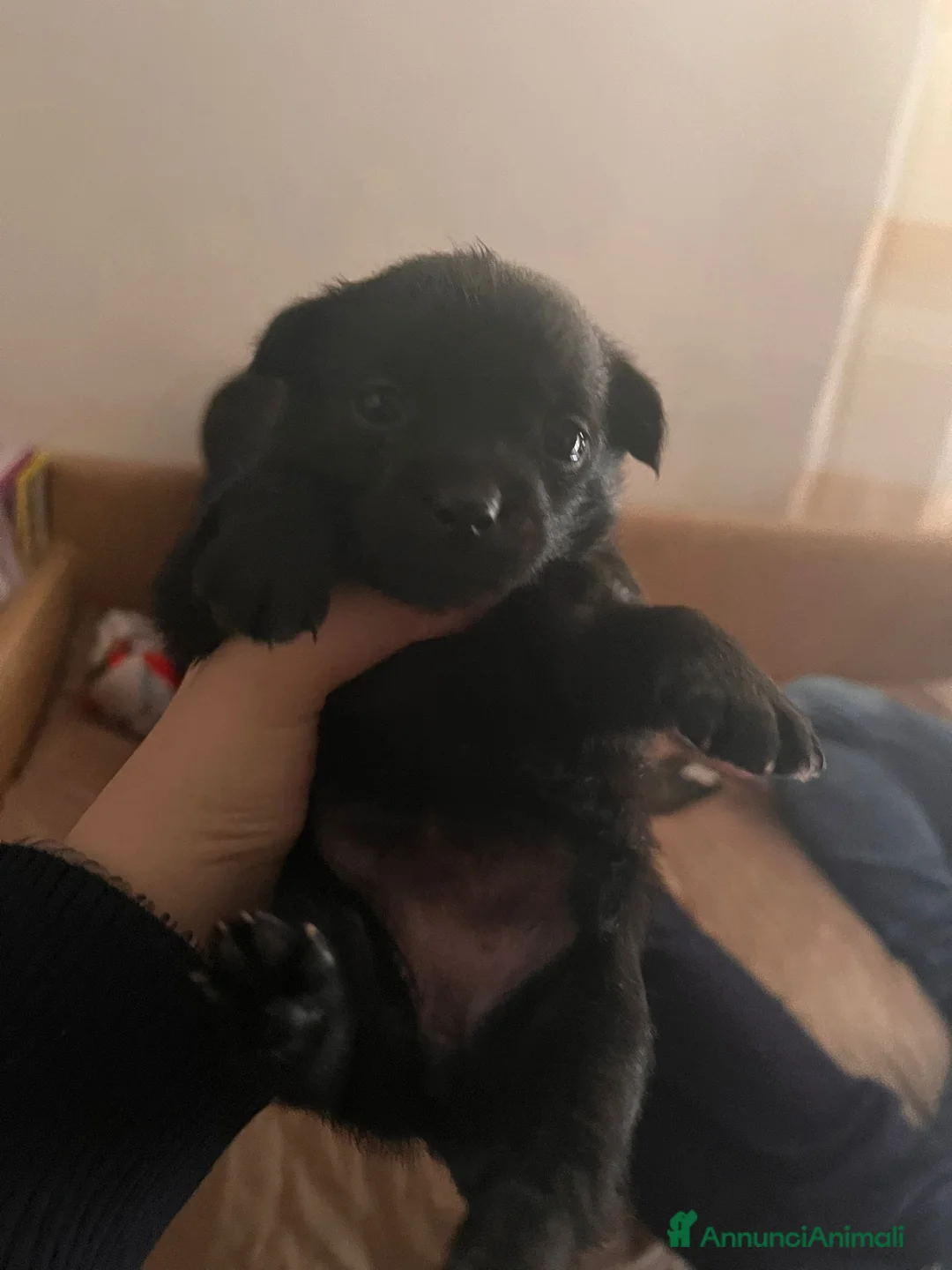 Meticcio cani in vendita: Cuccioli cercano casa  - Annuncio 5