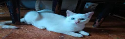 Meticcio gatti in vendita: 2 gattini Red points in coppia  - Annuncio 2