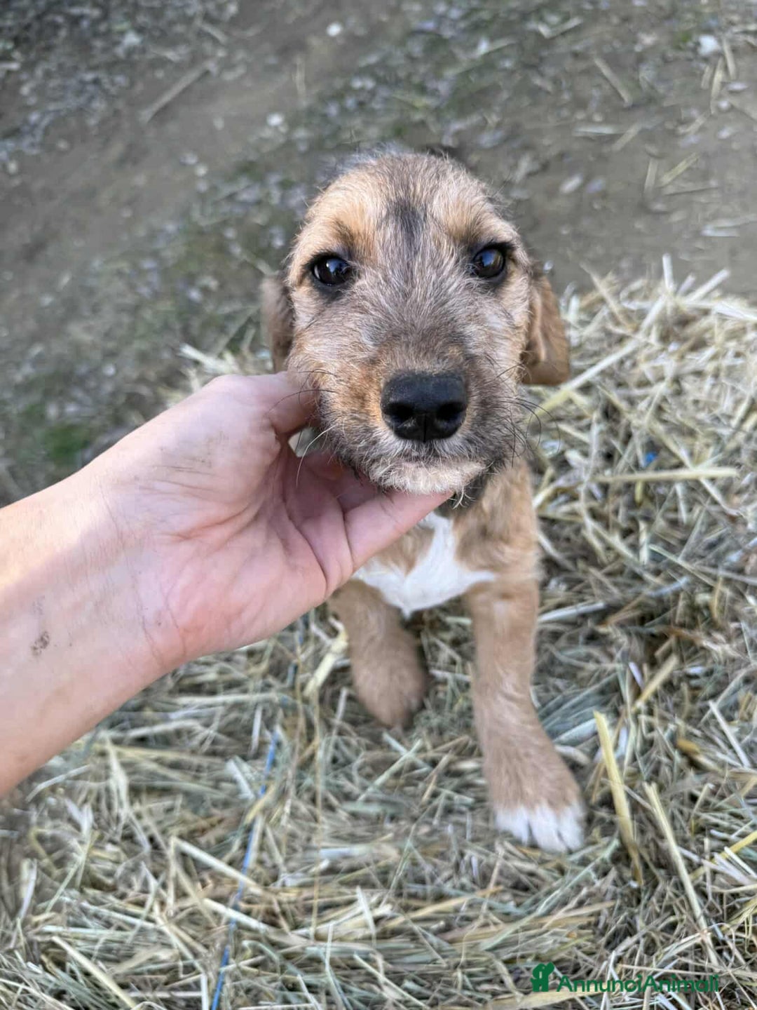 Meticcio cani in regalo: LUNA, dolcissima cucciola TG PICCOLA! Zampecorte - Annuncio 2