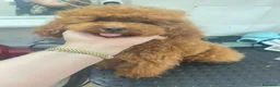 Barboncino Toy cani in vendita: Barboncino Toy al limite  a Provincia di Savona - Annuncio 2